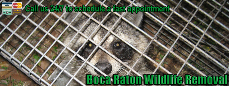 Boca Raton Rat Control &amp; Removal