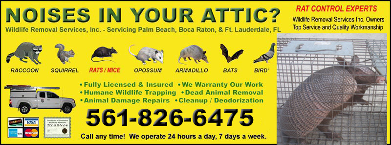 Dead Animal Removal - Classic Pest Control & Insulation